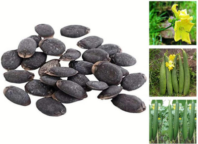 KNESSiN Easy to Grow Sponge Gourd Seeds Seed(500 per packet)