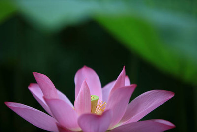 REVASEED lotus,kamal gatta Seed(14 per packet)