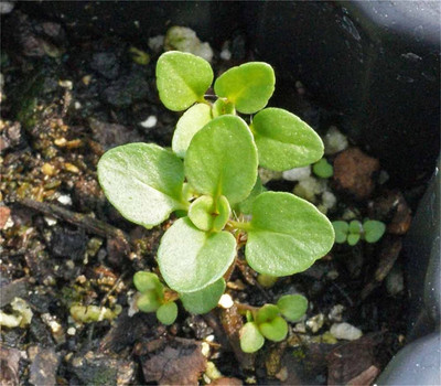 VibeX XLR-6 - Creeping Thyme-Thymus Serpyllum - (1350 Seeds) Seed(1350 per packet)