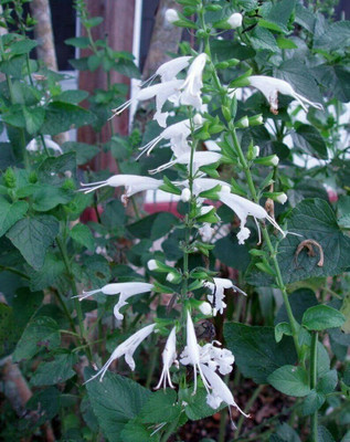 Qualtivate ICRA-4A Salvia Texas Sage Snow Nymph Seed(100 per packet)