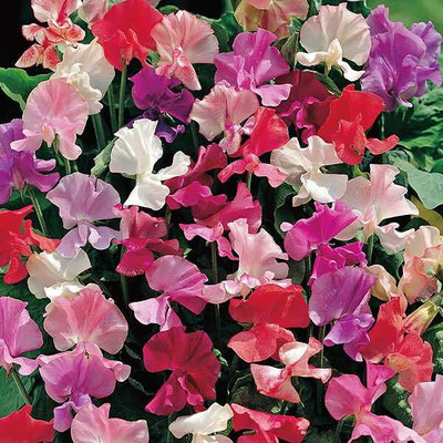 LASMA Fra­gran­tis­sima Sweet Pea Seed(50 per packet)