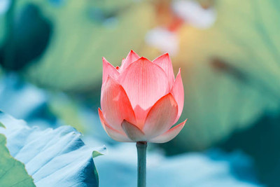 RoyalGardening lotus,kamal gatta Seed(10 per packet)