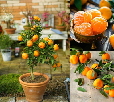 Aywal Bonsai Imported MANDARIN ORANGE PLANT Seed(43 per packet)