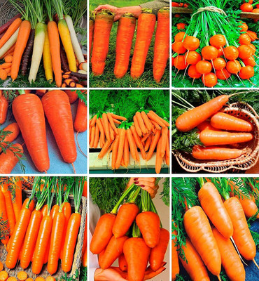 VibeX ® XLR-479 Carrot Rainbow Mix Giant Seed(500 per packet)