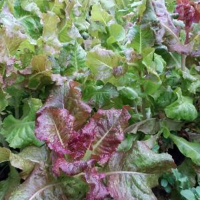 CYBEXIS High Germination Purple Lettuce Seeds4000 Seeds Seed(4000 per packet)