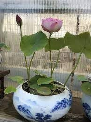 LPR LOTUS,KAMAL Seed(20 per packet)