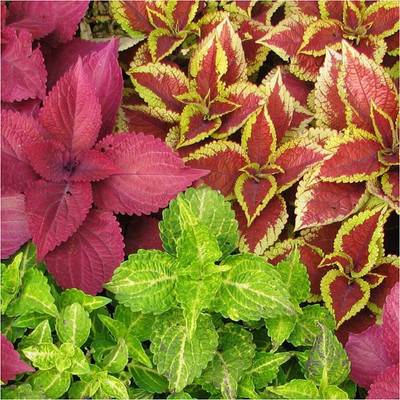 WILLVINE ™ Rainbow Coleus Mix (Coleus blumei)-2000 SEEDS Seed(2000 per packet)