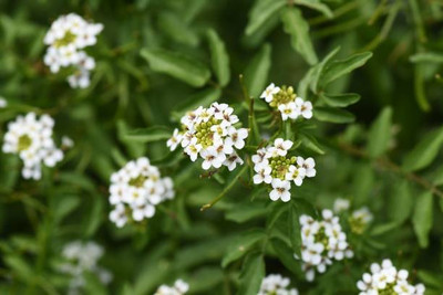 XOLDAA gypsophila flower Seed(25 per packet)