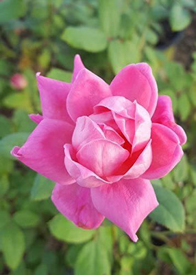 WILLVINE LX-425 Pink Double Knock Out Rose Seeds Seed(50 per packet)