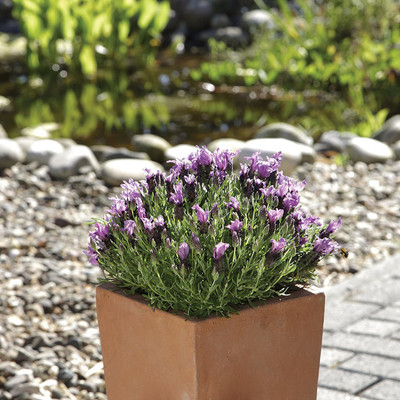 CYBEXIS HUA-14 - Bandera Purple Lavender - (2250 Seeds) Seed(2250 per packet)