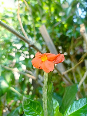 Nema kanakambaram-firecracker-crossandra Seed(80 per packet)