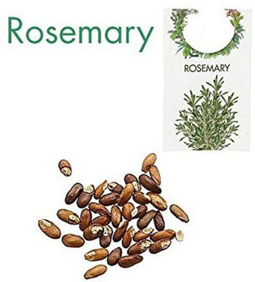 CYBEXIS Rosemary Hybrid Herb Seed800 Seeds Seed(800 per packet)