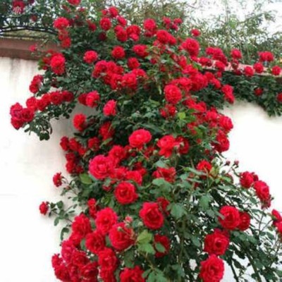 Farmers Choice imported beautifull red climbing rose flower plant( 170 Seeds) Seed(170 per packet)
