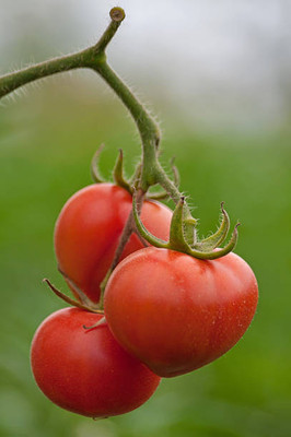 prev tomato Seed(85 per packet)