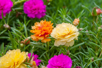 CRGO PORTULACA Seed(60 per packet)