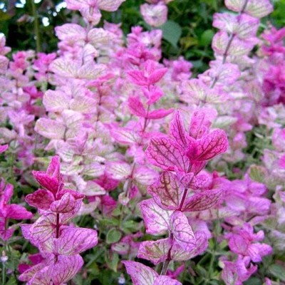 NooElec Seeds India Clary Sage Seeds - Pink Sundae - Packet - Pink Flower Seeds, Open Pollinated Seed(35 per packet)