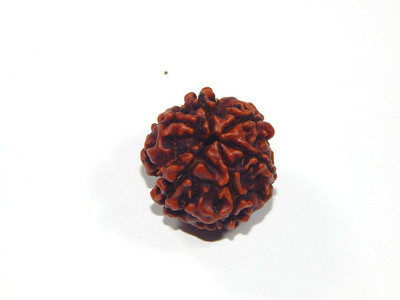 Urancia Original Six Mukhi Rudraksha 10.0ct Nepal Beads 6 faced Rudraksh For puja Seed(1 per packet)