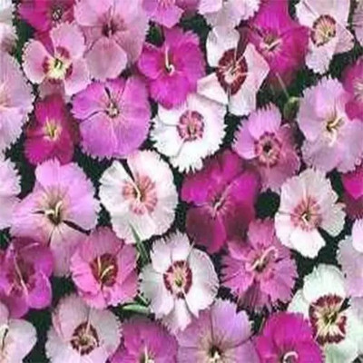 Aro Dianthus Seed(24 per packet)