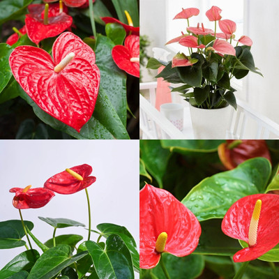 ibains Anthurium plant seeds mix colour 14 Seed(14 per packet)
