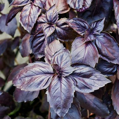 Qualtivate XLR-5 Basil 'Osmin Purple' Seed(1000 per packet)