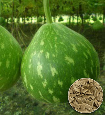Greenfall Organic Round Lauki Seeds - 15 Count for Homegrown Goodness Seed(15 per packet)