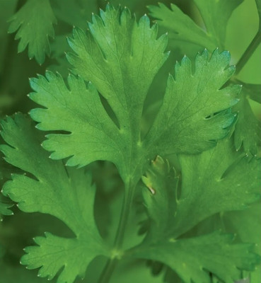 CEZIUS Easy to Grow Cilantro (Coriander)-a8P Seed(340 per packet)