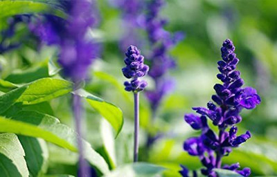 VibeX ® LXI-349 Salvia Blue Sage Flower Seeds Seed(200 per packet)
