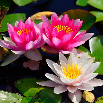 CYBEXIS GBPUT-10 - Aquatic Lotus/Water Lily - (270 Seeds) Seed(270 per packet)