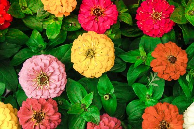 abiswas All Colour Zinnia Flower Seeds, Zinnia Mixed Flower Seed(460 per packet)