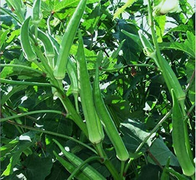Quentova Spineless Okra Seeds-CTU-3H Seed(250 per packet)