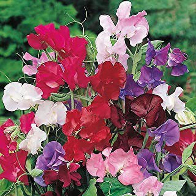 MAA Sweet Pea Seed(18 per packet)