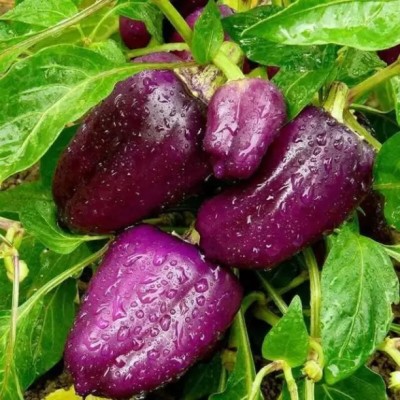 Aro Purple Capsicum, Capsicum, Bell Pepper Seed(46 per packet)