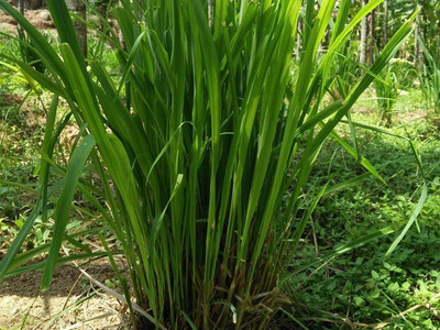 CEZIUS Premium Lemon grass (Cymbopogon citratus) Seed(70 per packet)