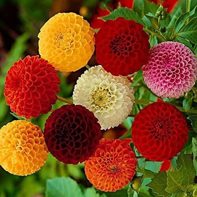 Qualtivate ATS-132 Dahlia Ball Pompon Mix Annual Flowers for Planting Seed(50 per packet)