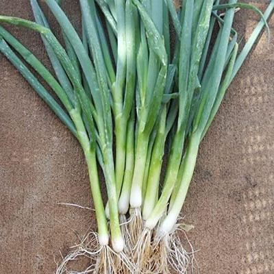 KNESSiN Heat Tolerant Welsh Bunching Onion Vegetable Seeds For Planting-(2400 Seeds) Seed(2400 per packet)