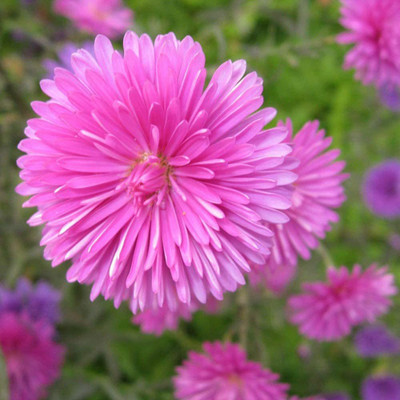 VibeX ATS-16 - Pink Chrysanthemum China Aster - (270 Seeds) Seed(270 per packet)