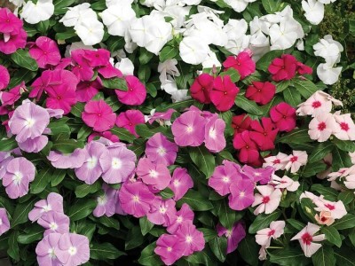 Aywal Vinca Mixed Seed(30 per packet)