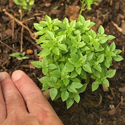 Qualtivate HUA-44 Lemon Basil Herb Seeds Seed(1000 per packet)