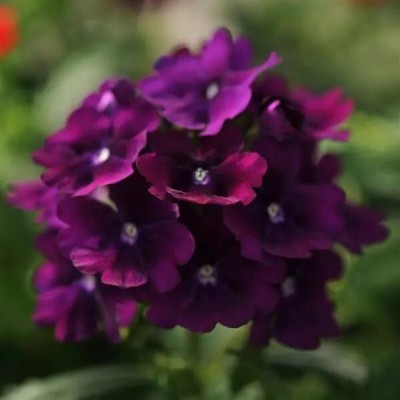 Quentova Purple Verbena Flower-SNIG-9O Seed(100 per packet)