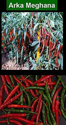 WILLVINE F1 Hybrid Arka Meghna Chilli/Mirch Seeds-[3000 Seeds] Seed(3000 per packet)