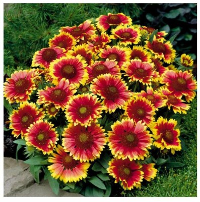 Mozette Gallardia flower Seed(39 per packet)