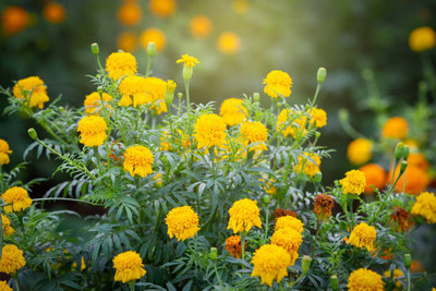 Saisha International marigold/gende ka phool flower seeds Seed(75 per packet)