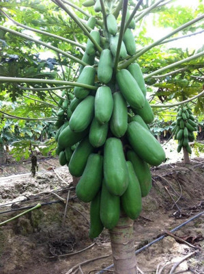 ibains Red lady 786 papaya seed taiwan Seed(200 per packet)