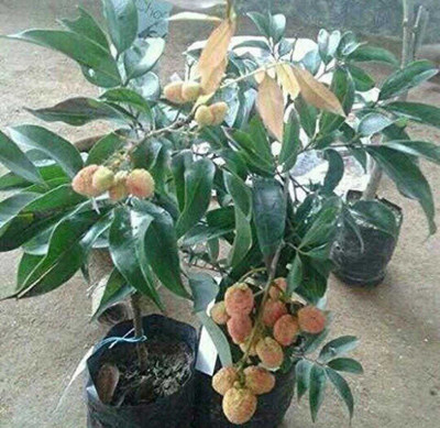 Oliver litchi,lichi.lichyee Seed(7 per packet)