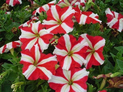 XOLDA Exotic petunia ultra star Seed(11 per packet)