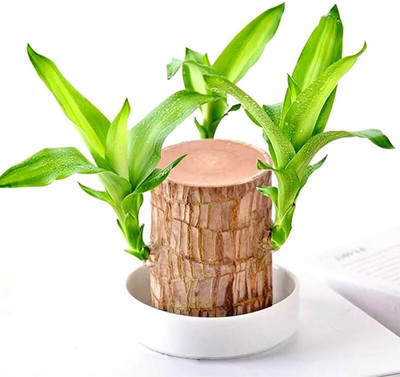 TOOLART Brazilian Lucky Wood Live Seed(1 per packet)