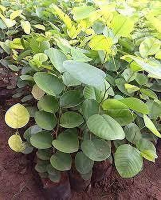 ibains Red chandan plant seeds Seed(7 per packet)