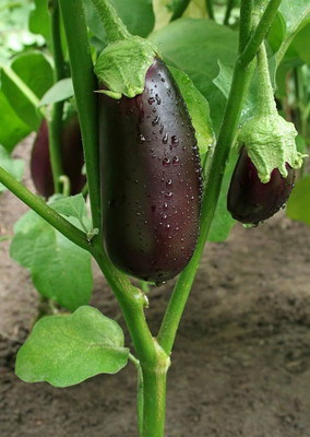 BDSresolve F1 hybrid baingan | bengan seeds PACK OF 167 Seed(167 per packet)