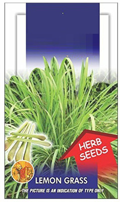 CYBEXIS XL-97 - Lemon Grass Cochin Grass - (750 Seeds) Seed(750 per packet)