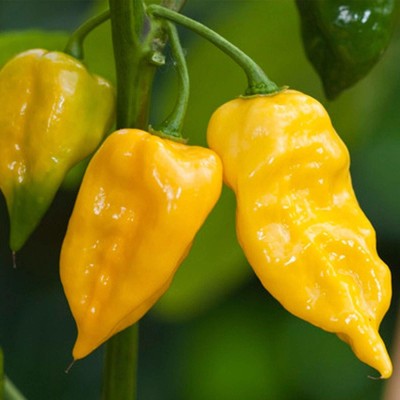 Qualtivate ™ Habanero Lemon Hot Chili Pepper Seeds,Exotic Chilli Seeds Seed(250 per packet)